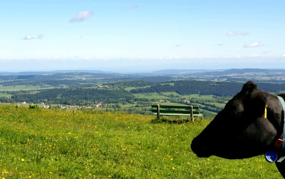 Suisse : Panorama sommet de Pouillerel, banc et tête de vache.