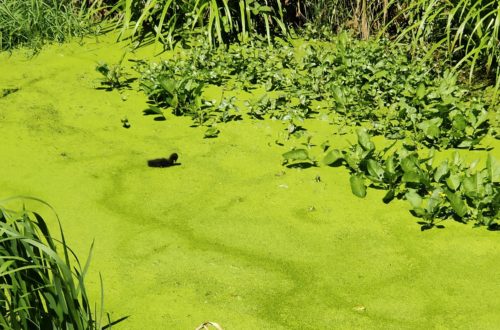 Petit canard noir et tête de grenouille brune sur fond vert.
