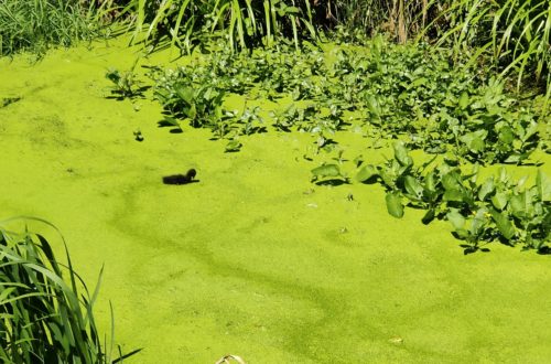 Petit canard noir et tête de grenouille brune sur fond vert.