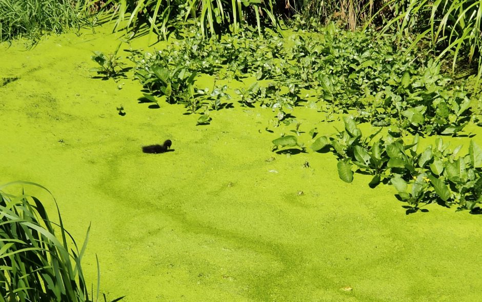 Petit canard noir et tête de grenouille brune sur fond vert.